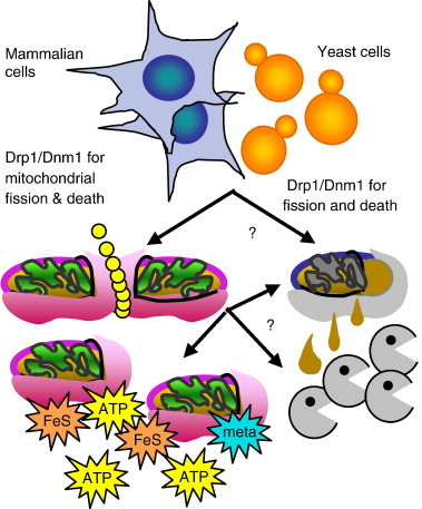 cells clipart yeast