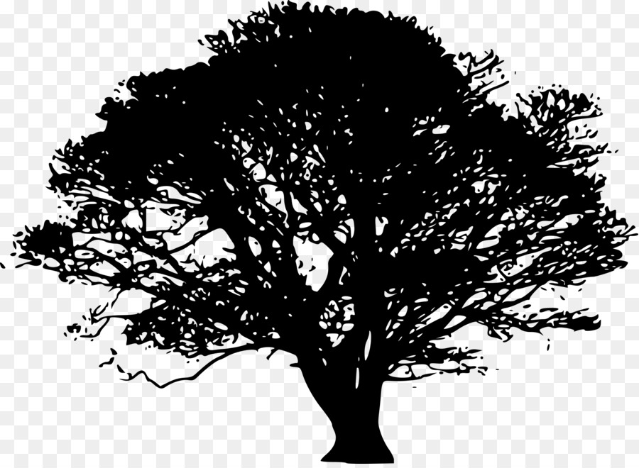 Tree northern red oak. Cemetery clipart transparent