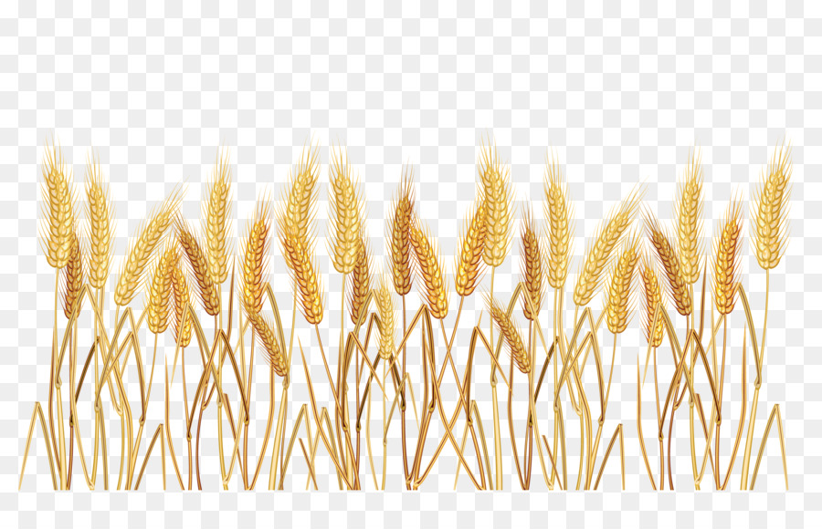 wheat clipart wheat grass