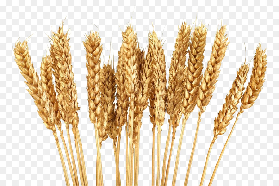Grain clipart golden wheat. Cereal clip art png