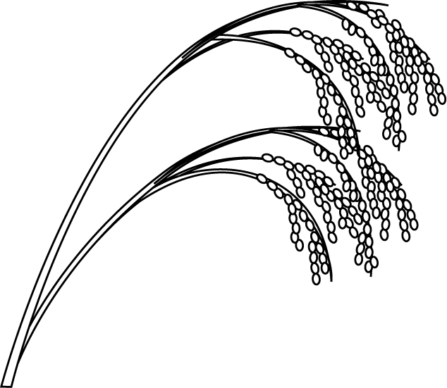 Planting clipart black and white. Rice plant drawing google