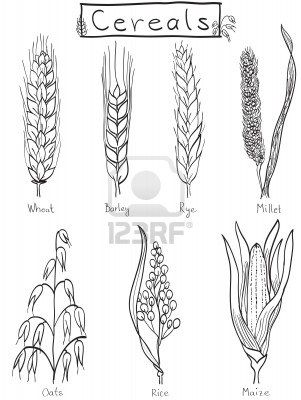 Wheat clipart bajra. Cereals hand drawn illustration