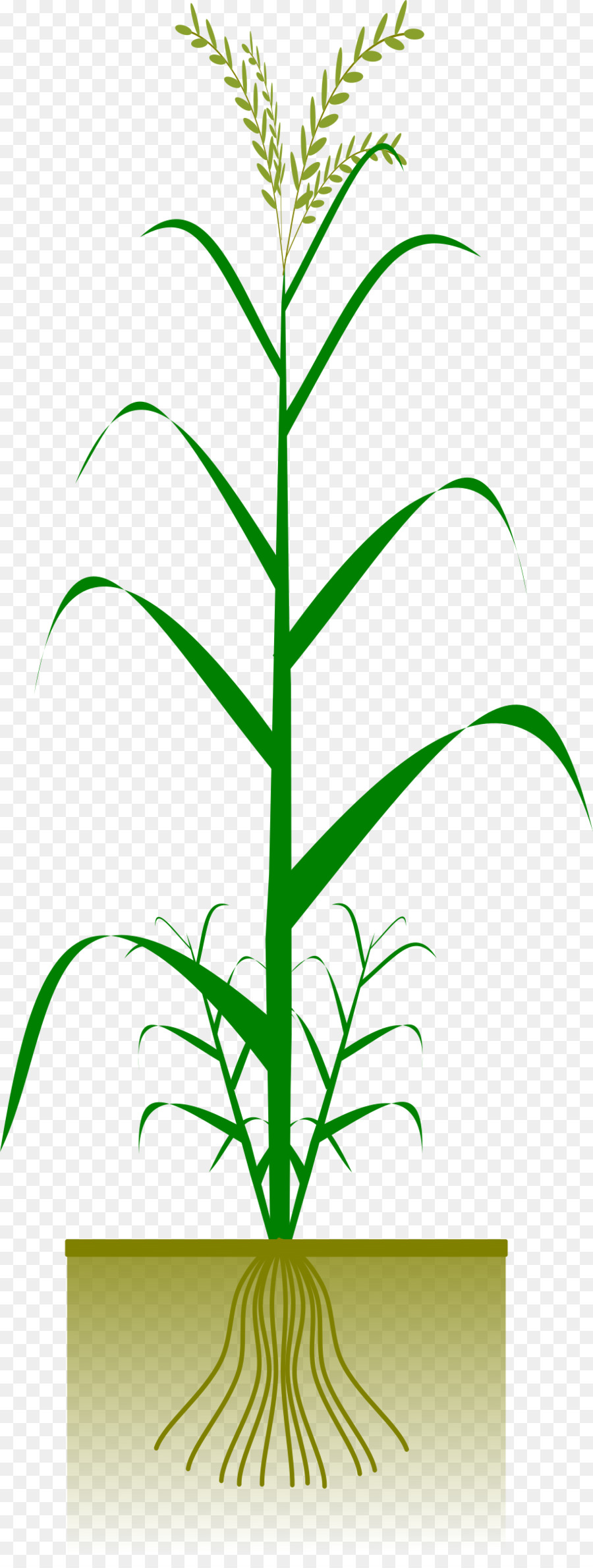 cereal clipart rice plant
