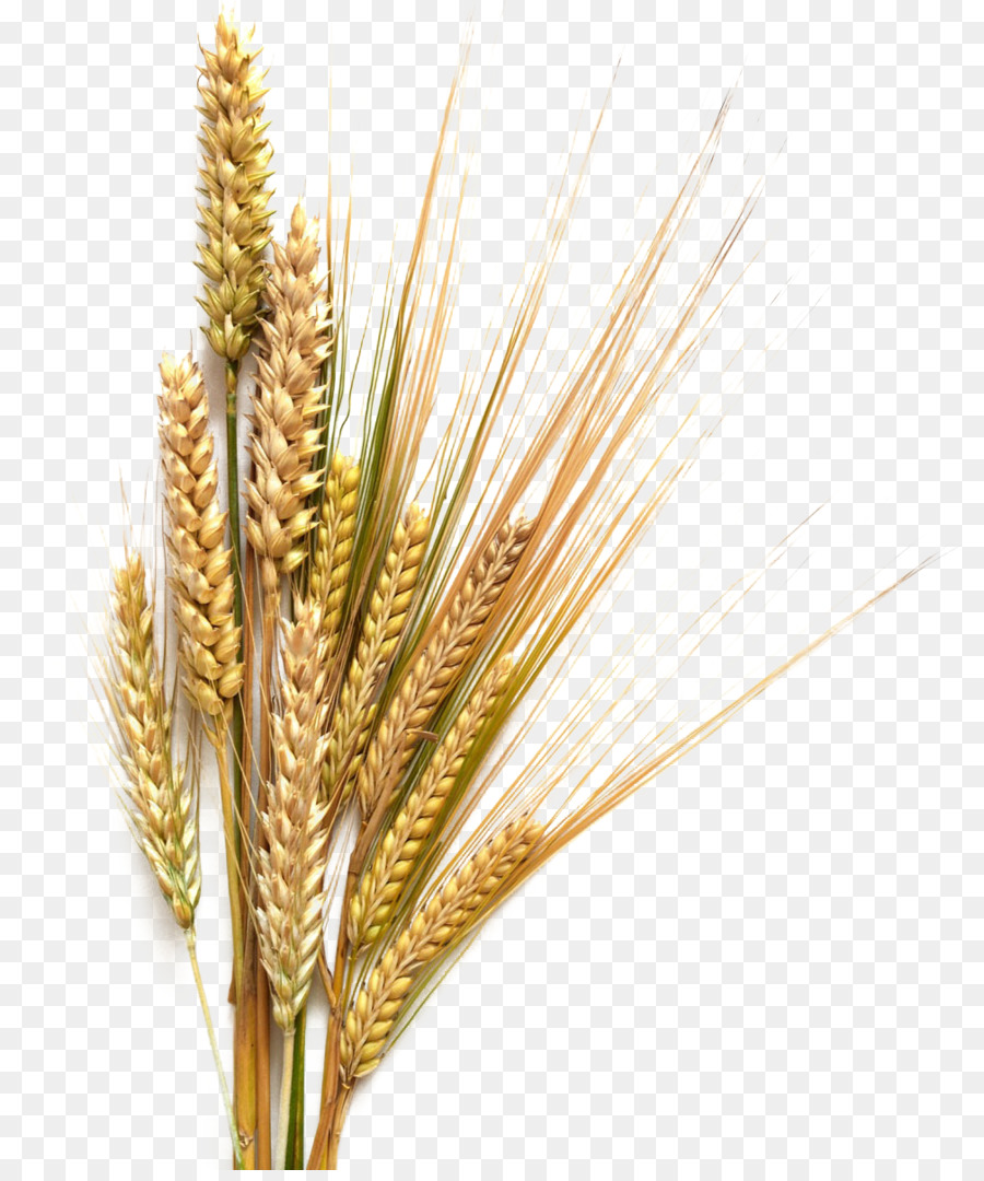 Beer stout common cereal. Grains clipart wheat farming