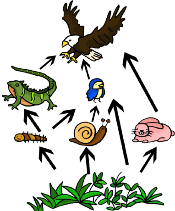 Food chain drawing at. Toad clipart secondary consumer