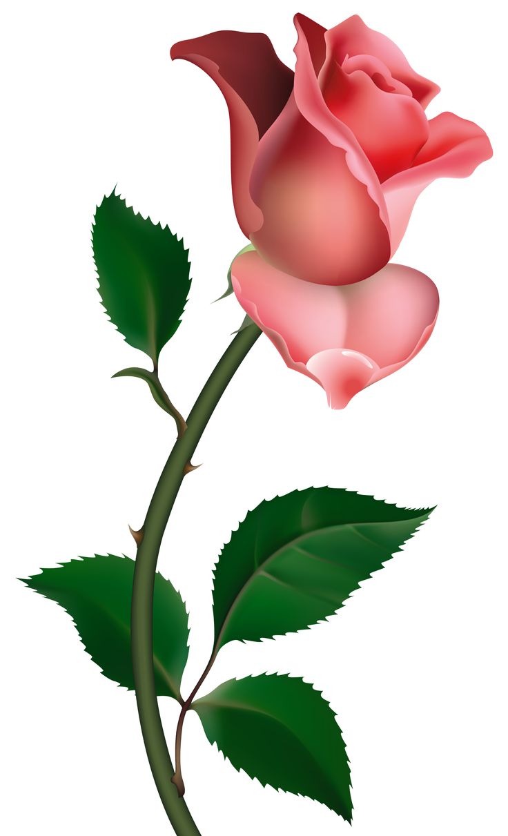Clipart rose curved.  best png images