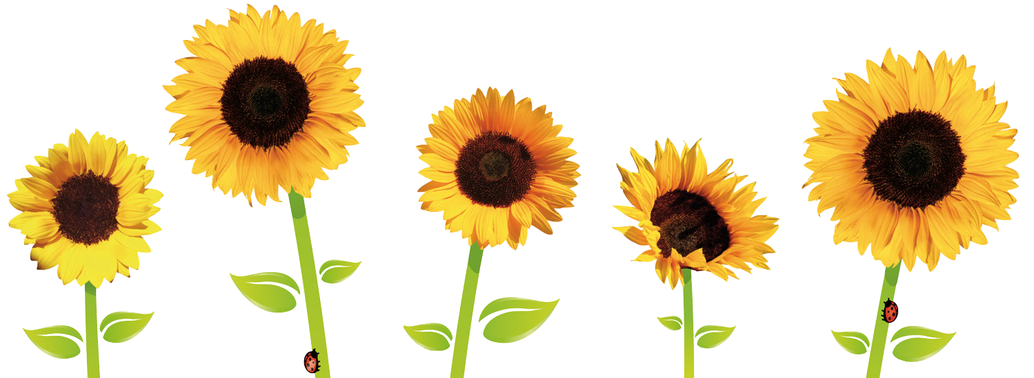 chain clipart sunflower