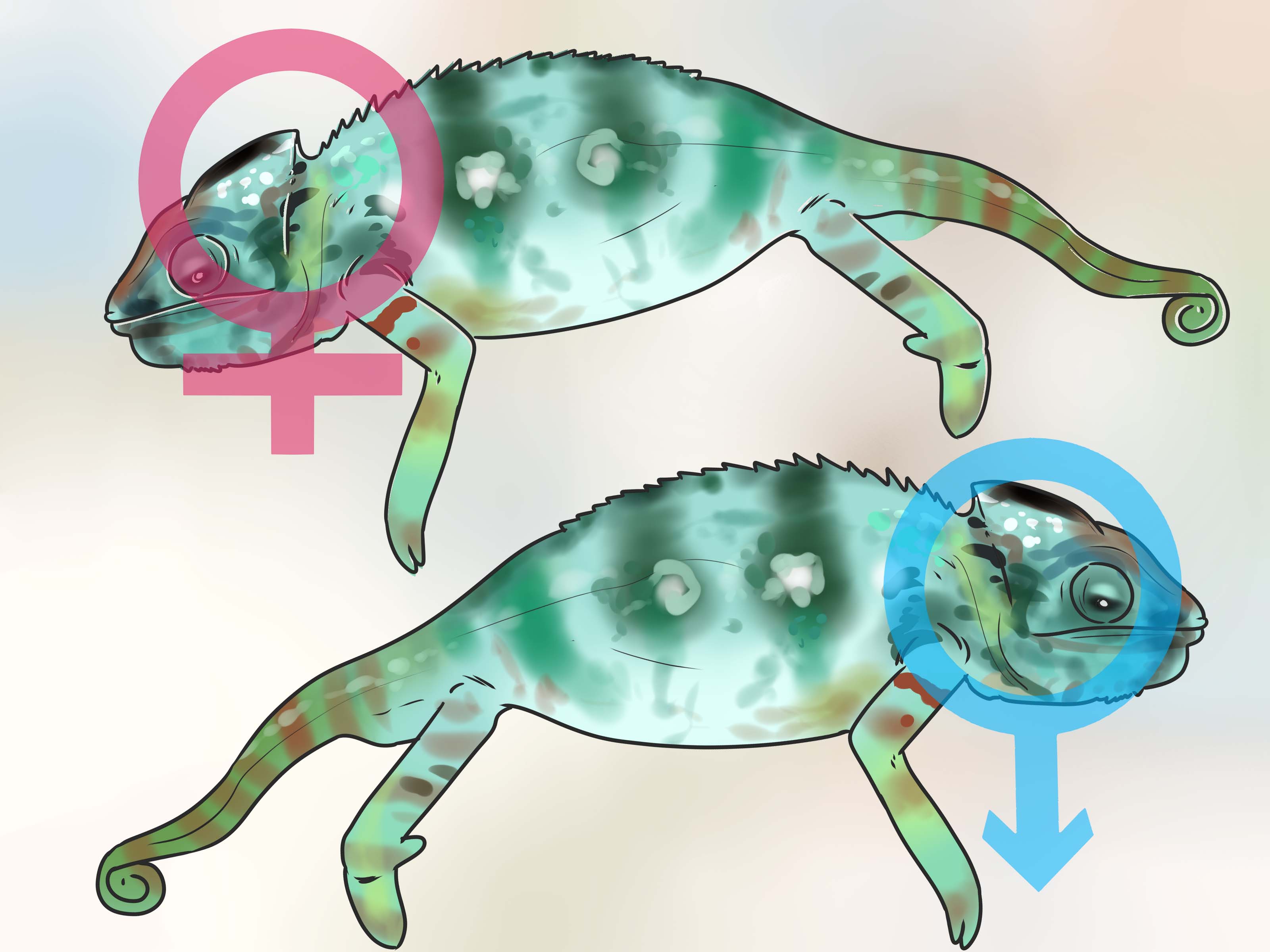 Chameleon clipart baby. How to tell if
