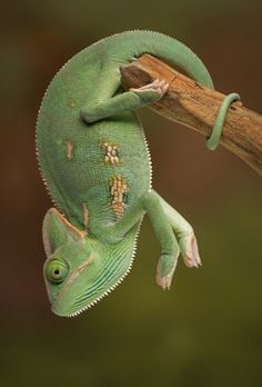 chameleon clipart climbing