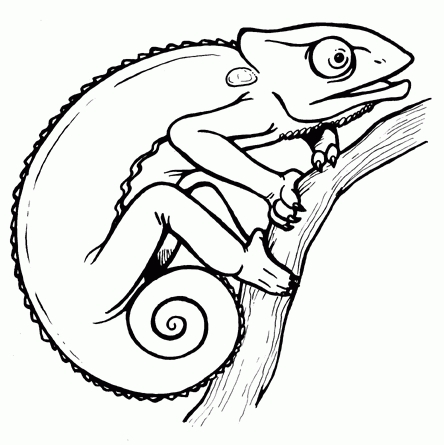 Black and white letters. Chameleon clipart drawing
