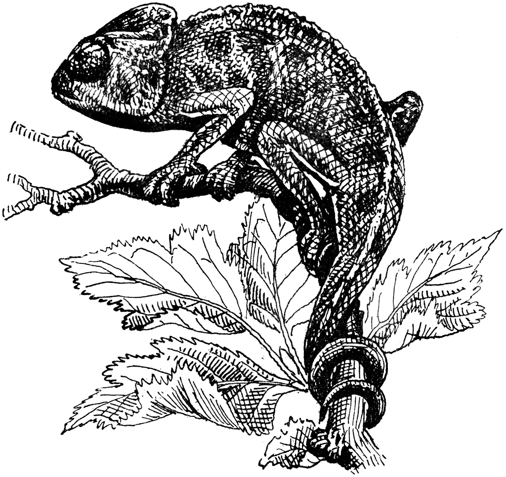 Chameleon clipart drawing. Line at getdrawings com