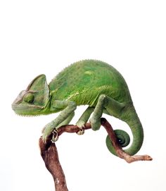 chameleon clipart exotic pet