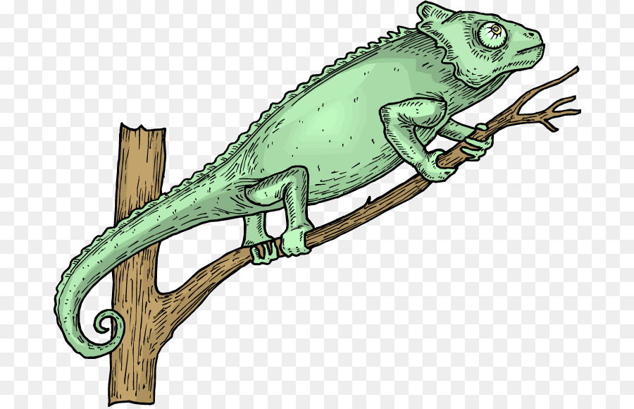 iguana clipart chameleon