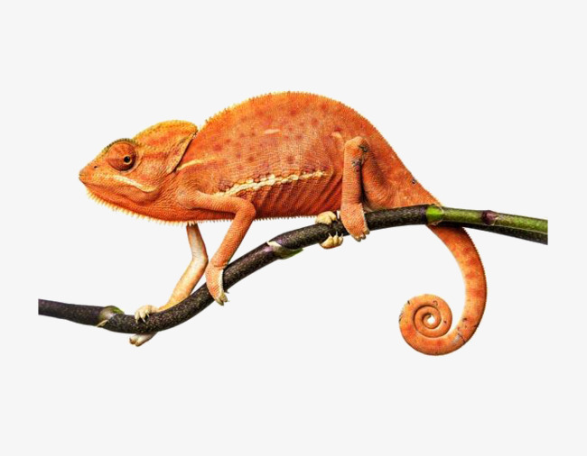 Chameleon clipart orange. Lizard branches crawl png
