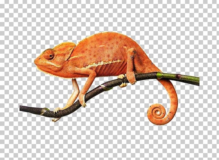 Chameleon clipart orange. Chameleons lizard reptile veiled