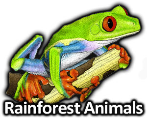 chameleon clipart rainforest animal