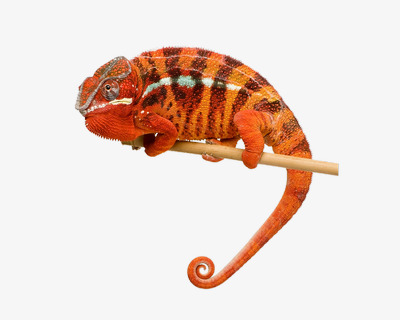 chameleon clipart red