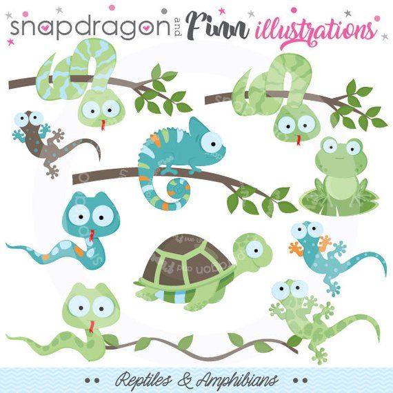 Reptiles amphibian frog turtle. Chameleon clipart vector
