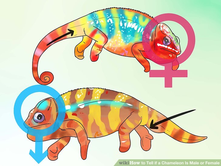 How to tell if. Chameleon clipart veiled chameleon