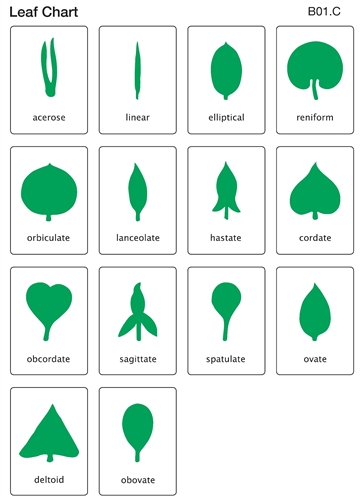 Chart clipart control chart. Montessori materials botany leaf