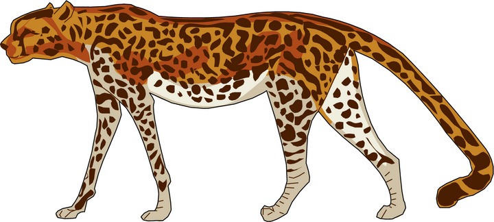 Cheetah adaptation