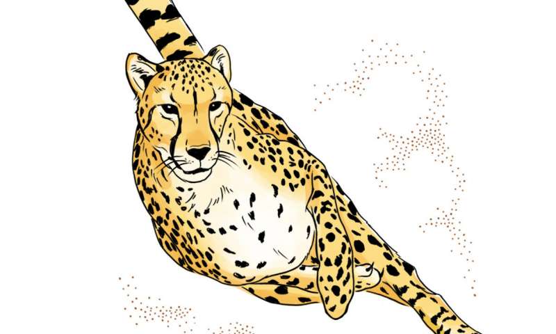 cheetah clipart adaptation