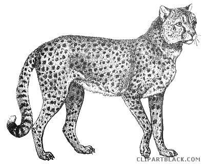 cheetah clipart black and white