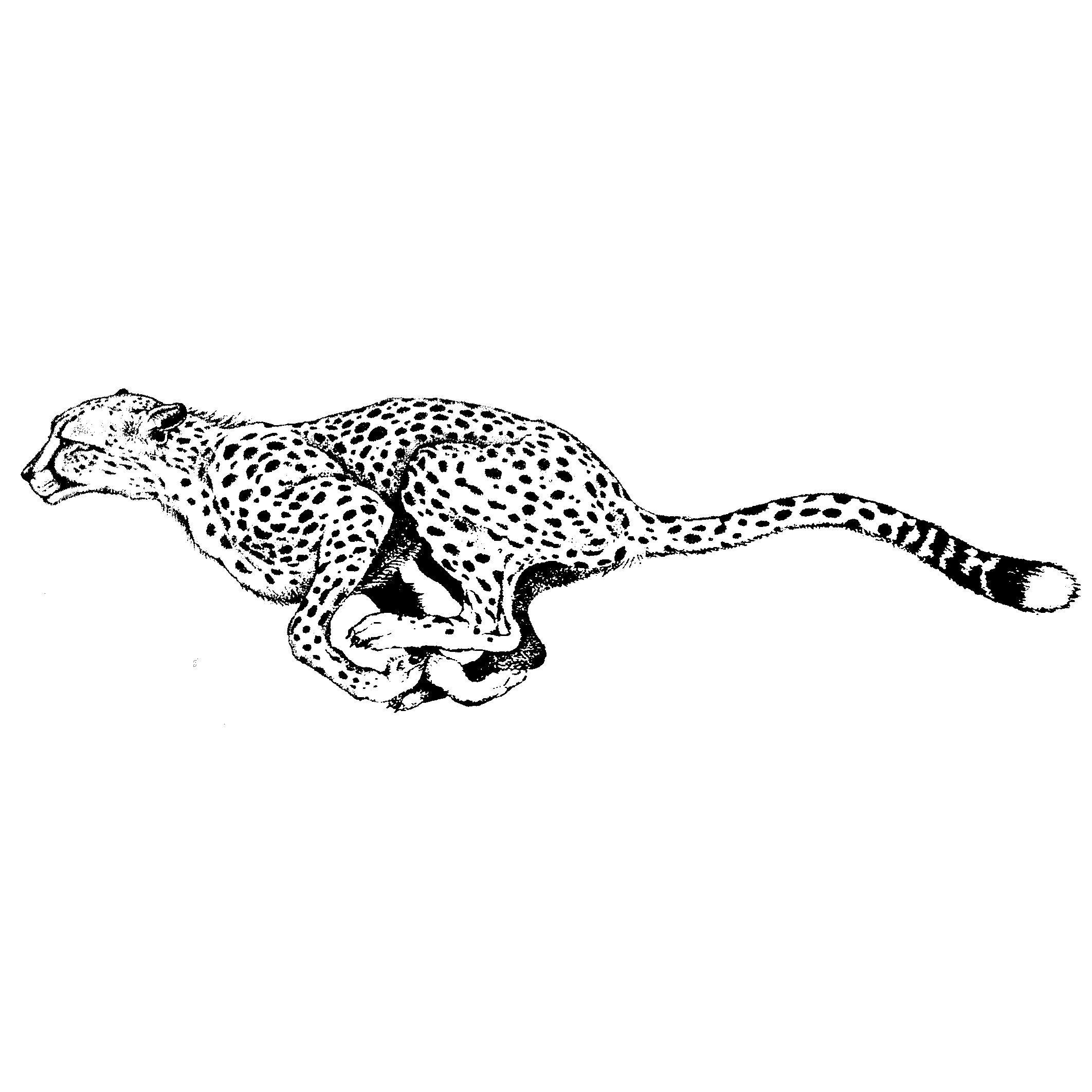 cheetah clipart body