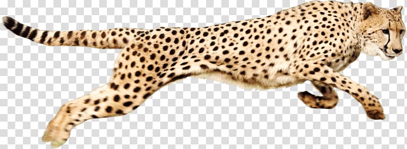 Running transparent background png. Cheetah clipart cheetah run
