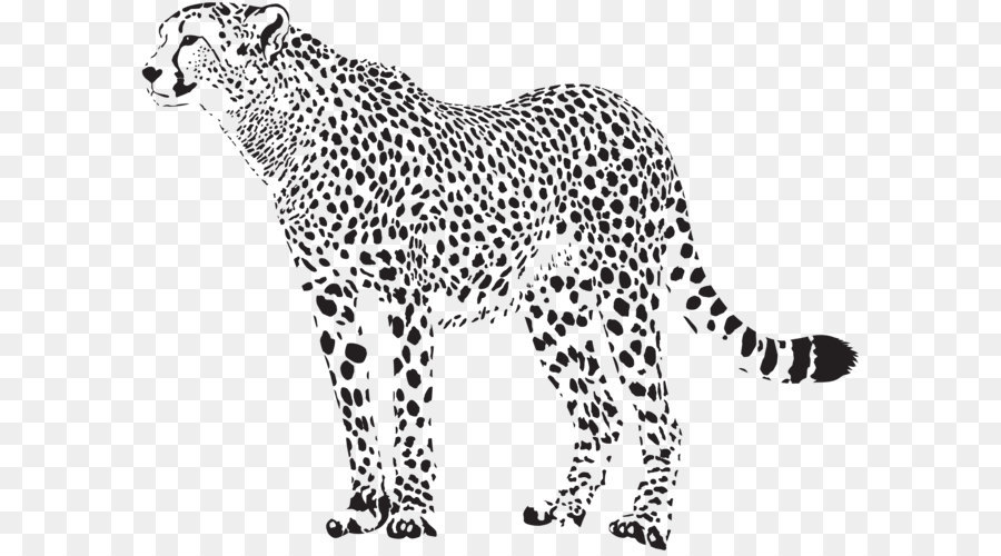 cheetah clipart chetah