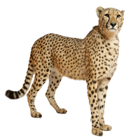 Cheetah clipart chita. Download free png photo