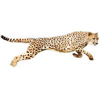 Download free png photo. Cheetah clipart chita