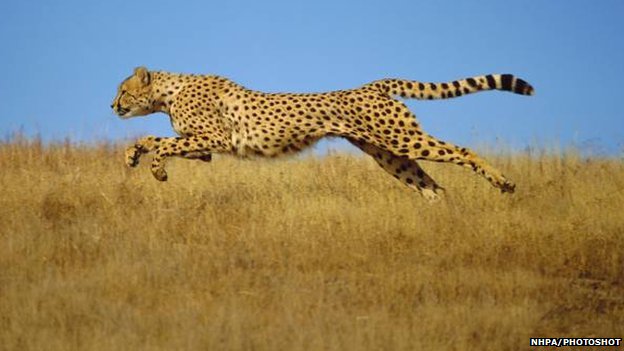 cheetah clipart chitta