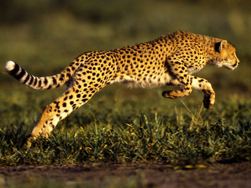 cheetah clipart chitta