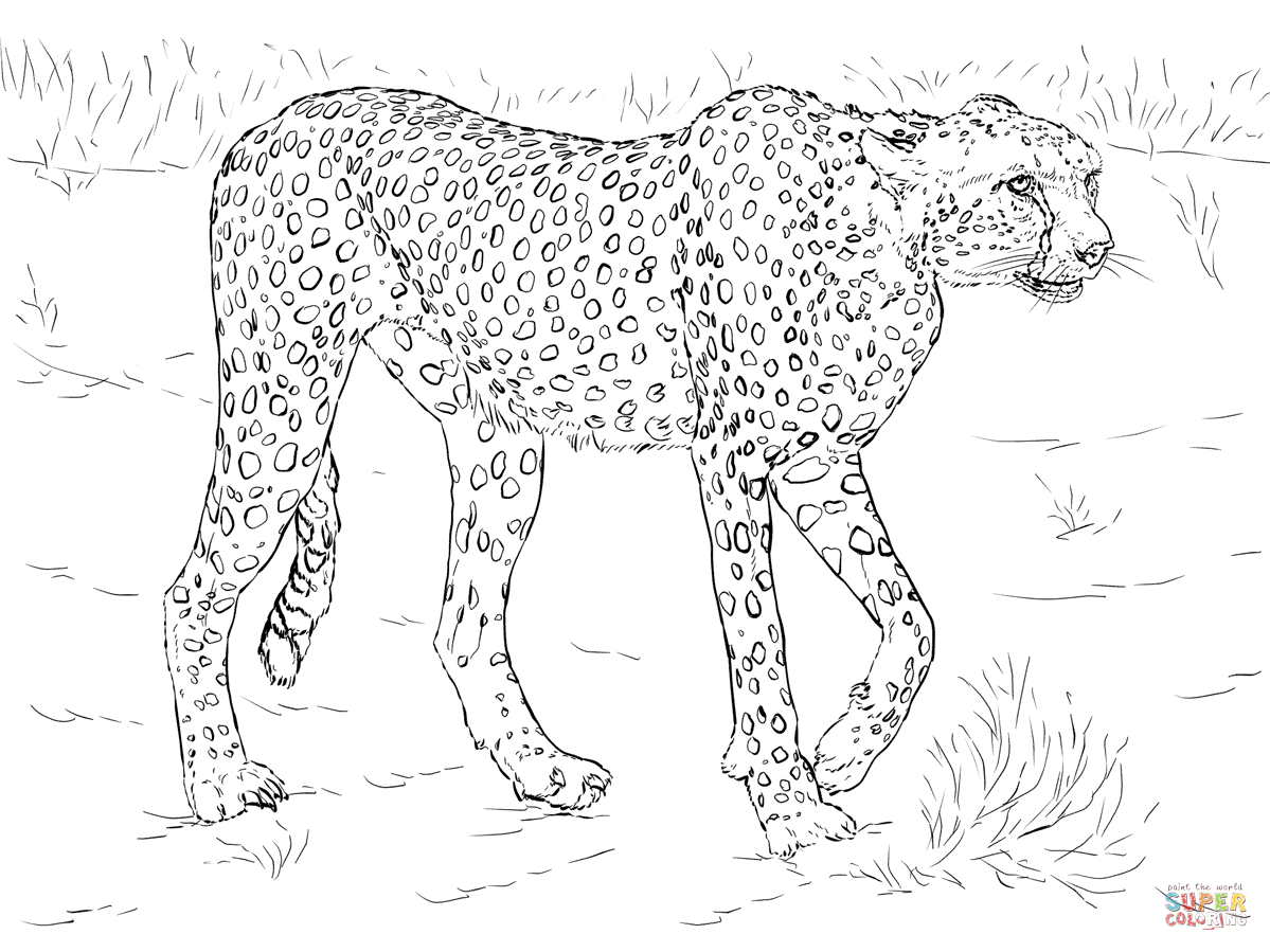 cheetah clipart coloring