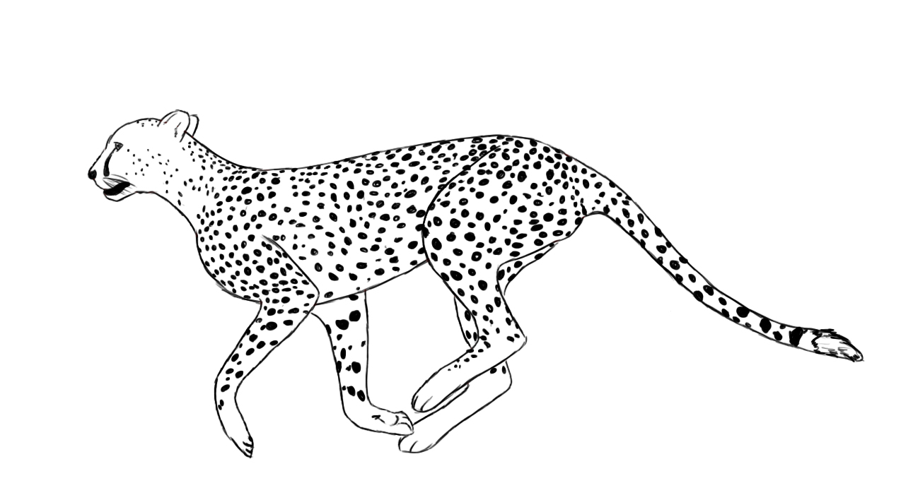 cheetah clipart drawing