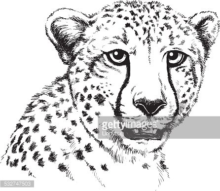 cheetah clipart face