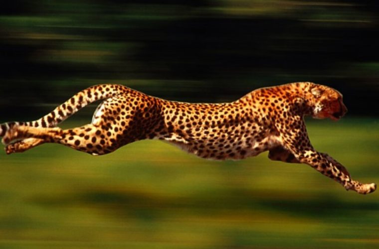 cheetah clipart fast animal