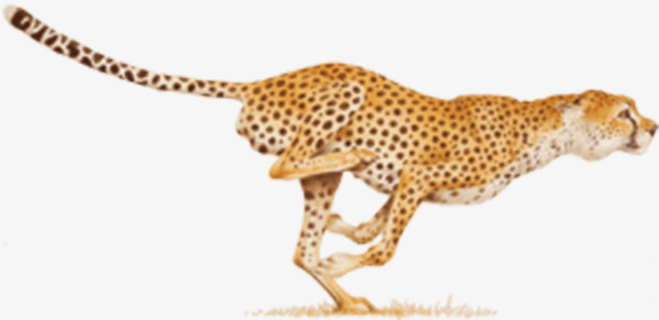 cheetah clipart file