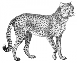 cheetah clipart line art