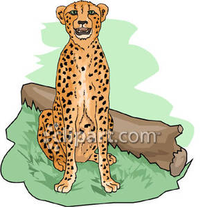 cheetah clipart muscular
