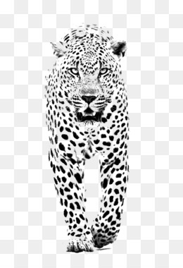 cheetah clipart panther