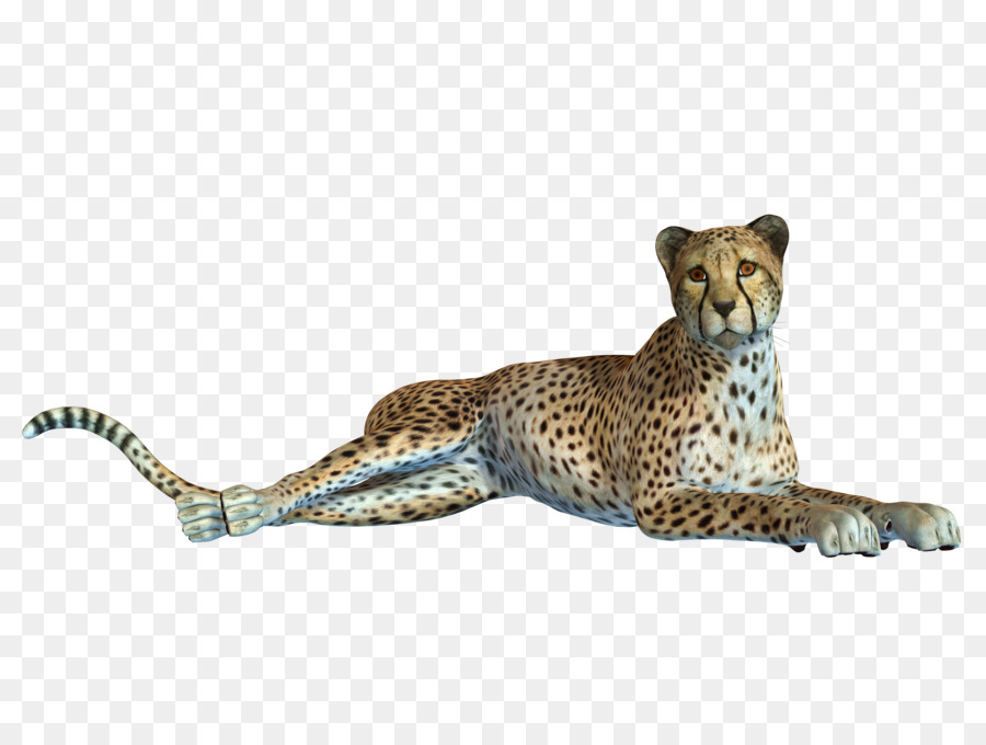 Leopard jaguar black creative. Cheetah clipart panther