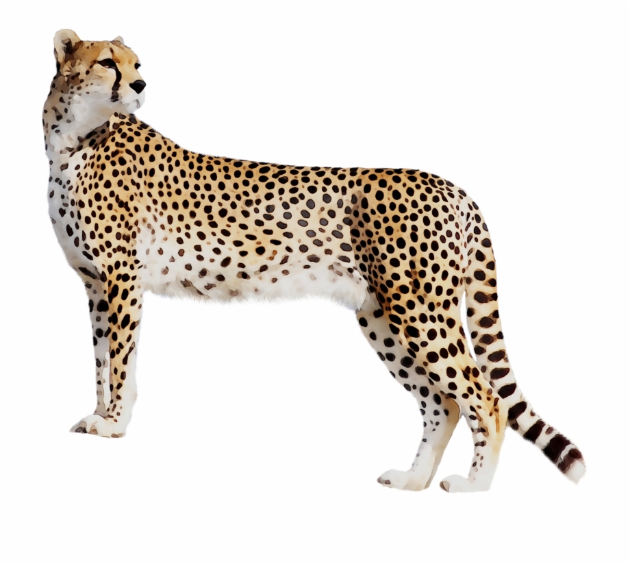 Leopard cat tiger black. Cheetah clipart panther