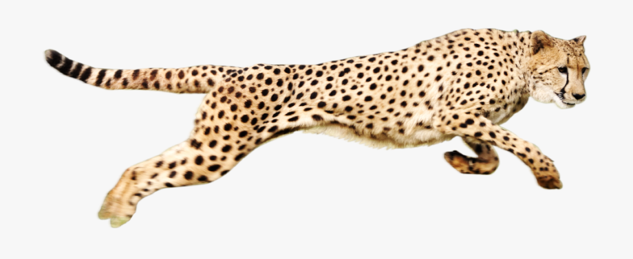 cheetah clipart real