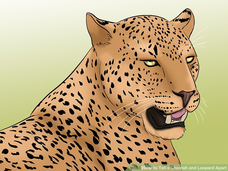 cheetah clipart roar