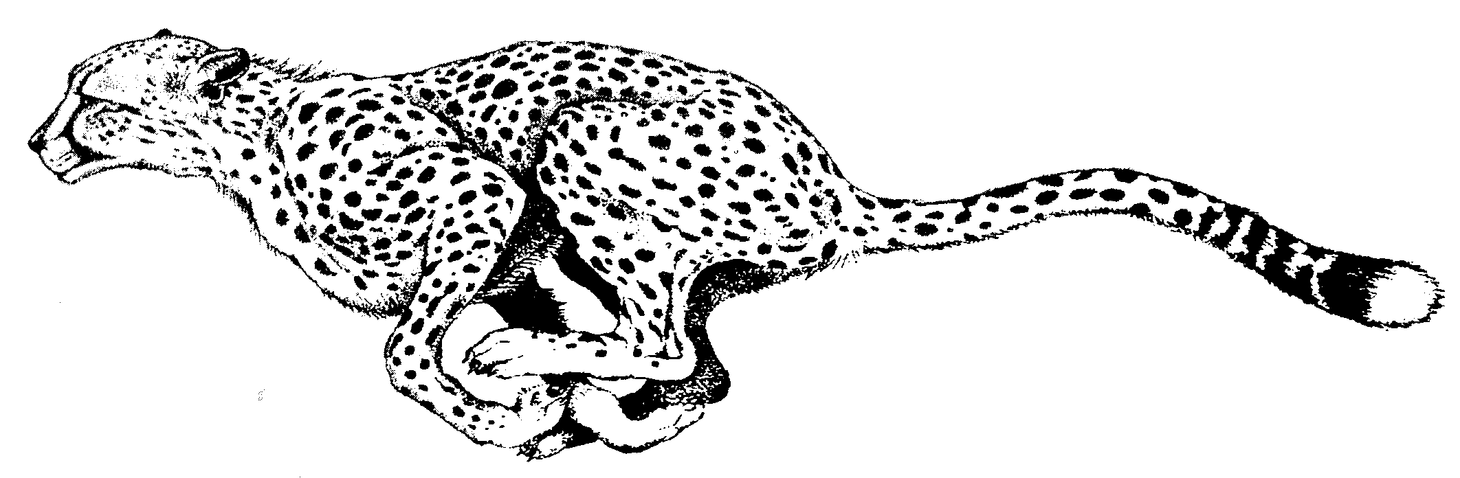 cheetah clipart silhouette