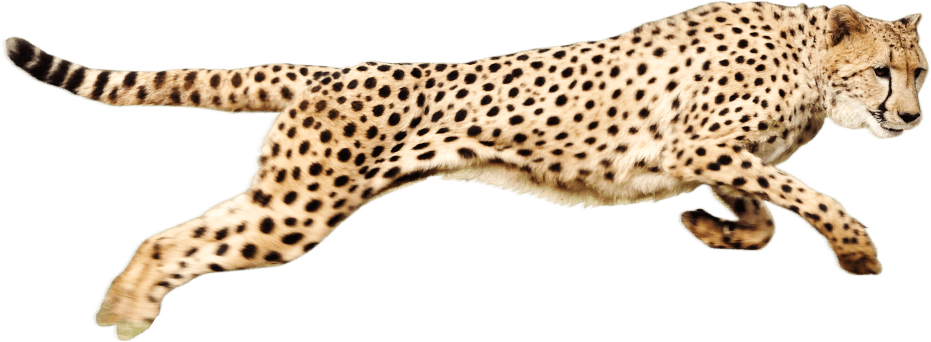 leopard clipart cheetah run