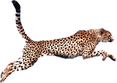 cheetah clipart transparent background