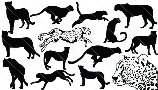 cheetah clipart vector